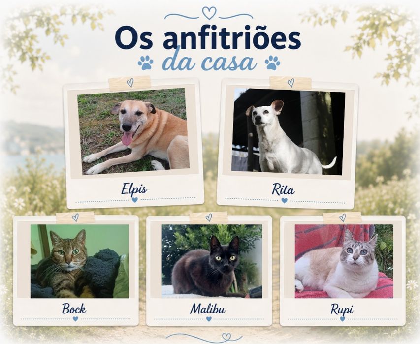 Stay & Play - Pet Boarding/Alojamento para animais