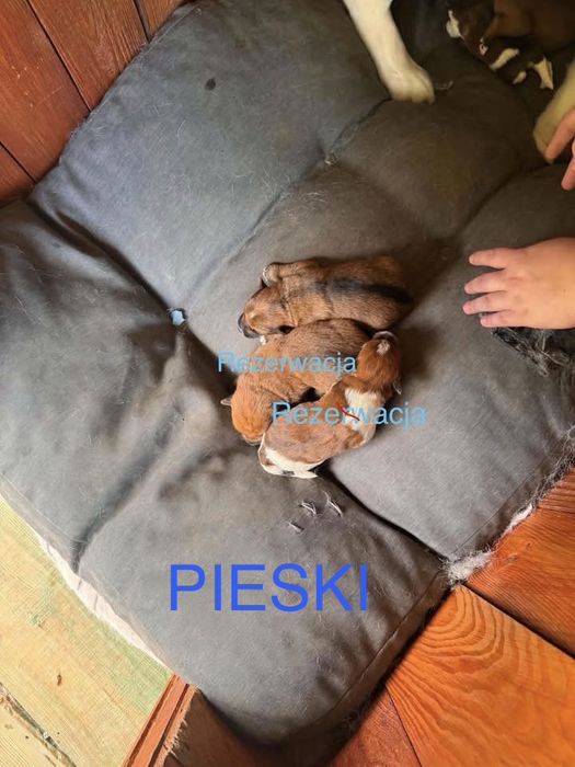 Oddam pieski w dobre ręce :) za darmo