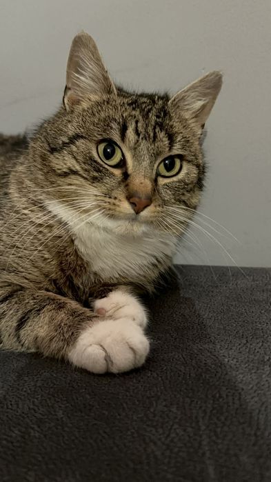 dwuletni Ryszard do adopcji