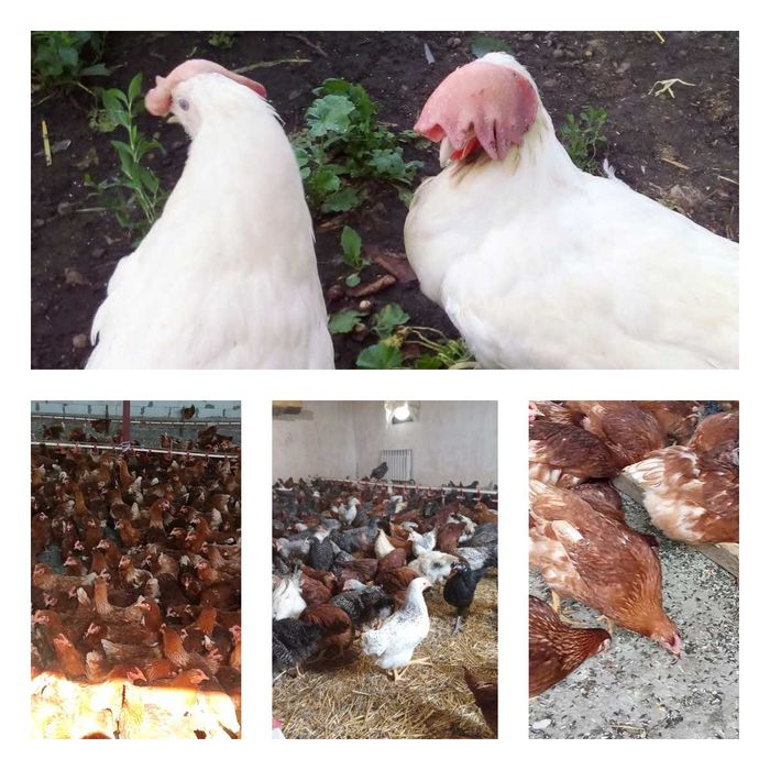 Продам кури несушки! Доставка безкоштовна. Долинська!