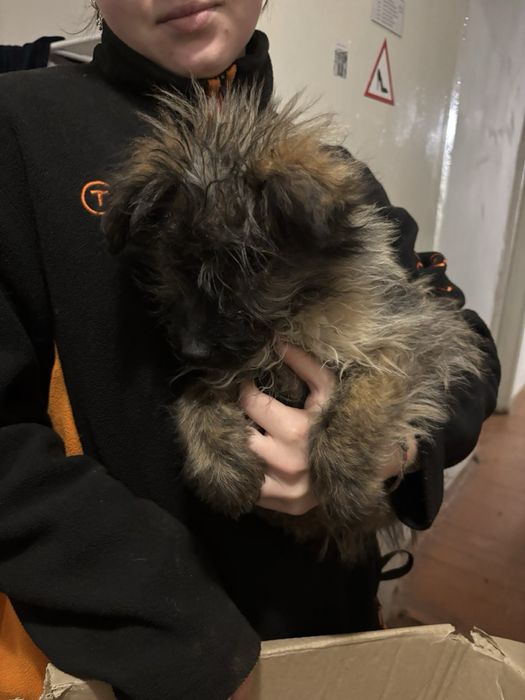 Маленьке цуценя (хлопчик) шукає люблячу родину