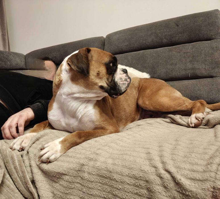 Bokser gotowe do odbioru