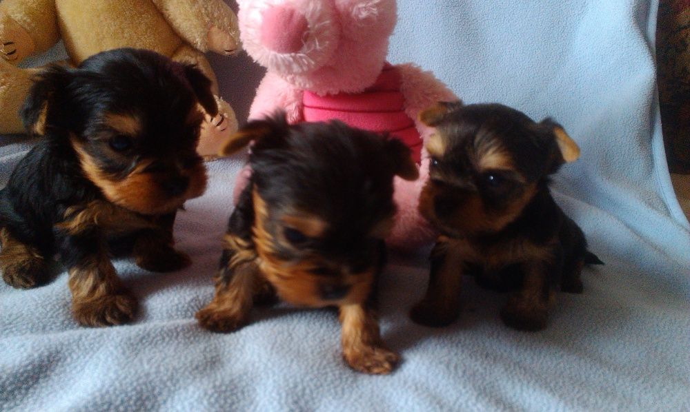 Молодой и активный мини Йорк ждет милых дам. КСУ