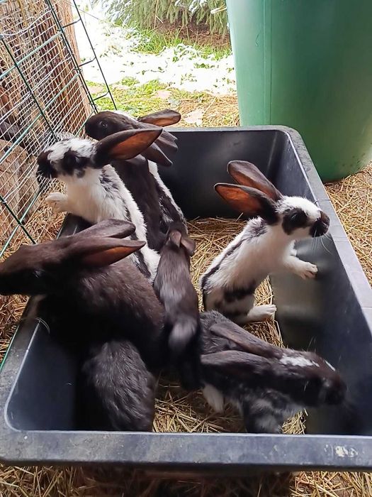 Witam, mam do sprzedania młode króliki 30 zł sztuka