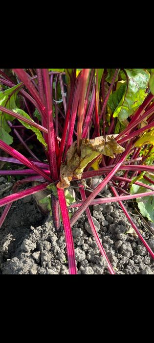 Buraczki czerwone