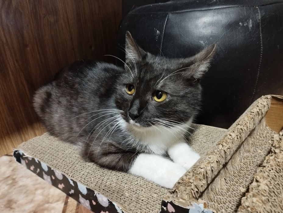 Młody kocurek Kardamon czeka na dom w schronisku