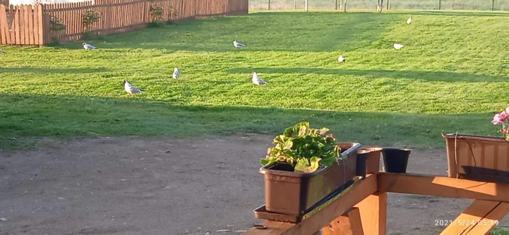 Dom  z dużą działką.