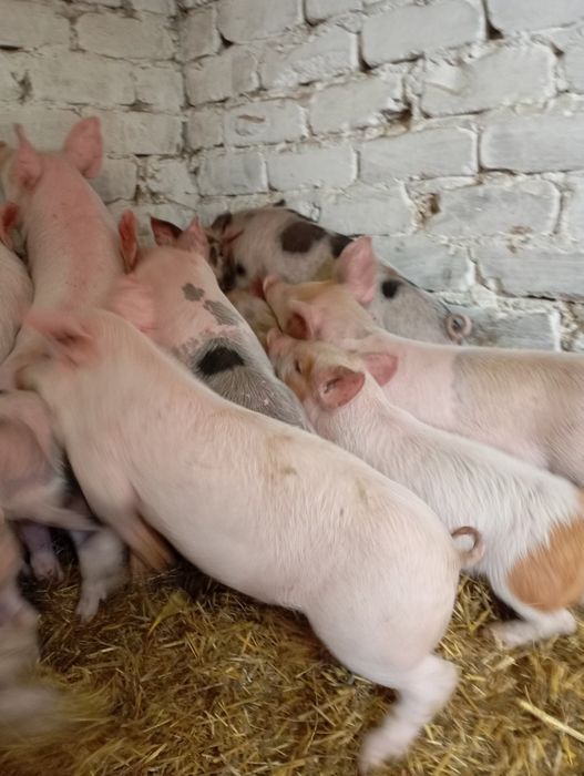 Продам гарних поросят.