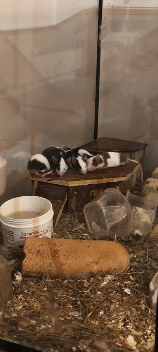 Myszki domowe Młode