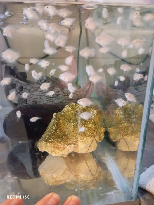 Peixe papagaio anao branco
