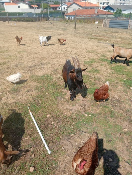 Cabras anas machos