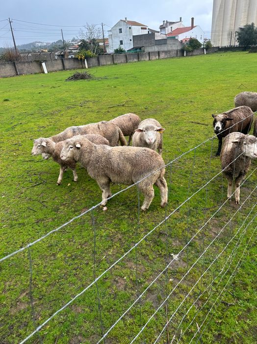 Ovelhas Île-de-France