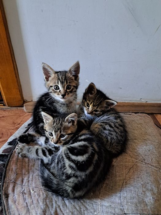 Відаю котика і кицю
