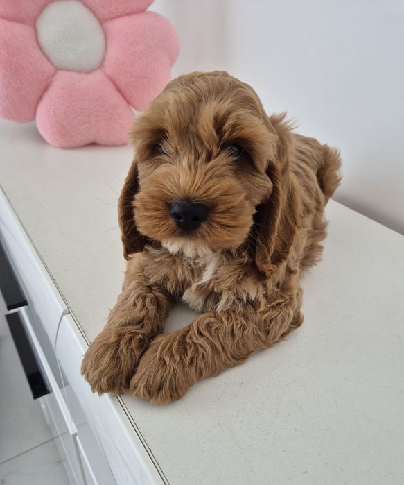Cockapoo f1 Cockerspaniel & Pudel