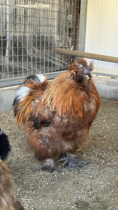 Ovos de sedosas barbudas do japao