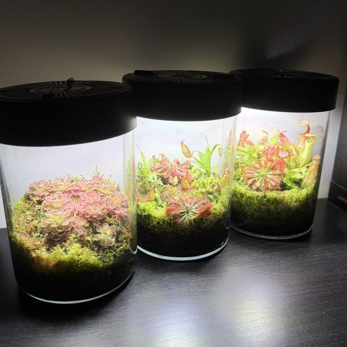 Mini terrarium z roslinami owadozernymi, drosera, pinguicula, nepenthe