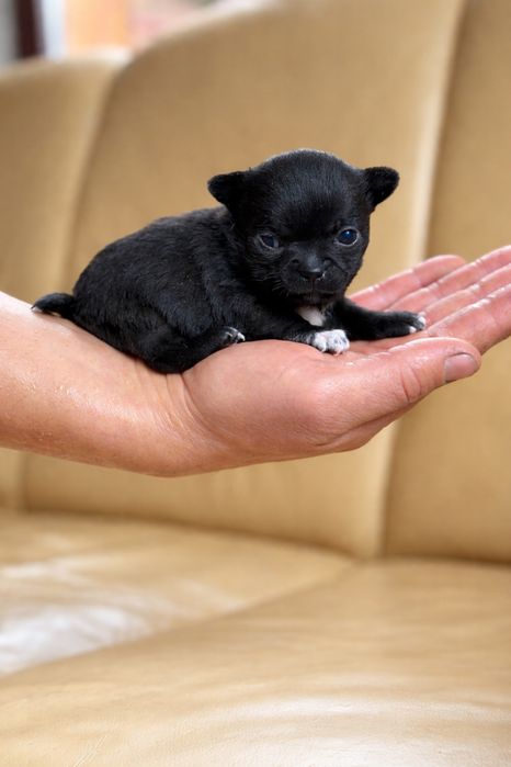 Chihuahua mini piesek xxs