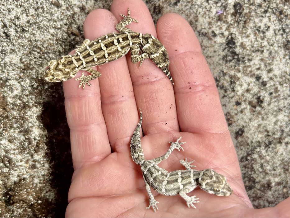 Hemidactylus imbricatus Gekon zmijowy samiec/samica