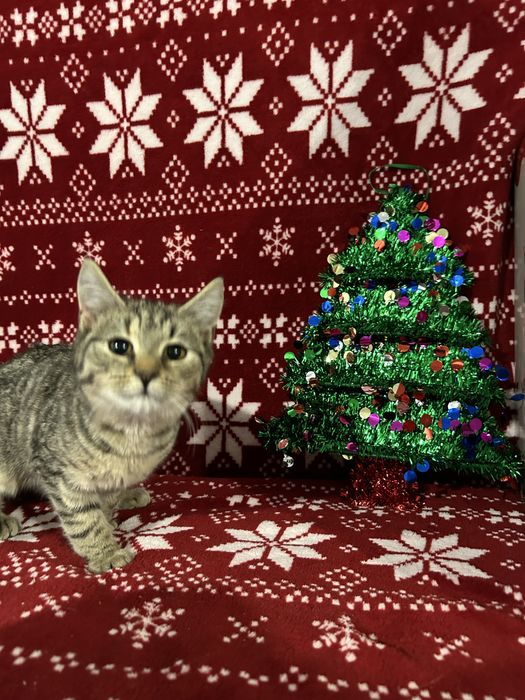 Mlode kotki szukaja domkow