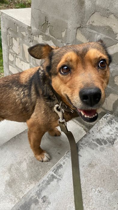 Шукаю дім для собачки!