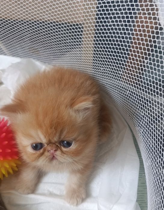 Персидские котята