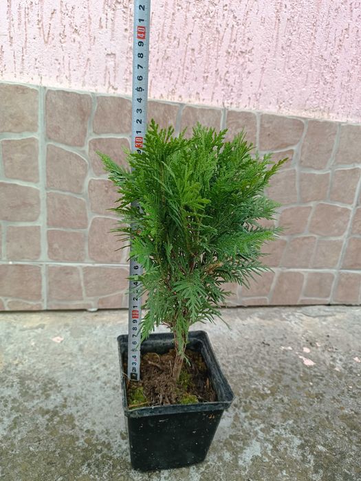 Туя Даника | Thuja occidentalis Danica в контейнере 1.5 литра