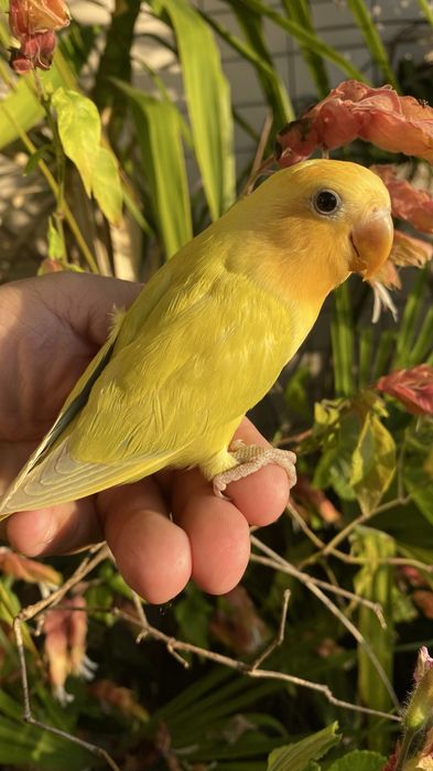 Agapornis domesticado