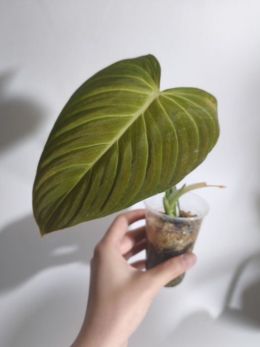 Philodendron Glorious