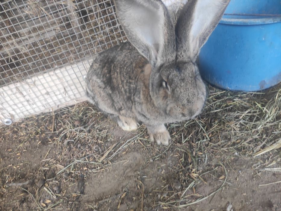 Witam sprzedam króliki belgi olbrzym