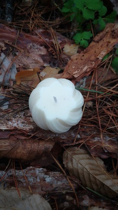 Свічки з оливкового воску ручної роботи