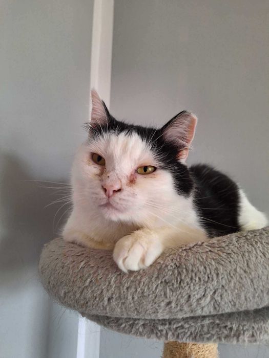 Pokochaj łaciatego kocurka który długo czeka na dom :(