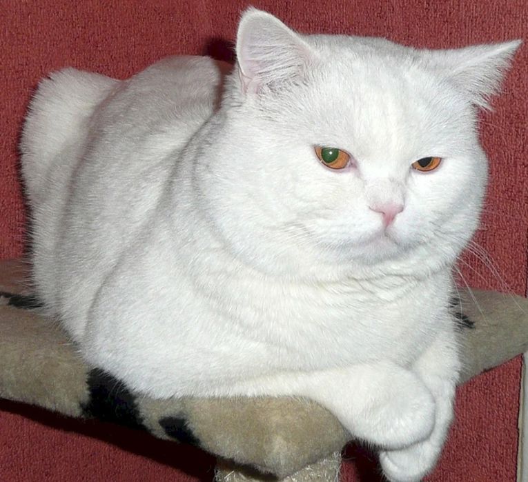 шотландські котики