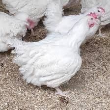 Куры несушки,фермерские куры