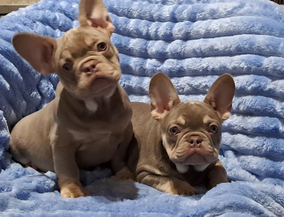 Французкий бульдог