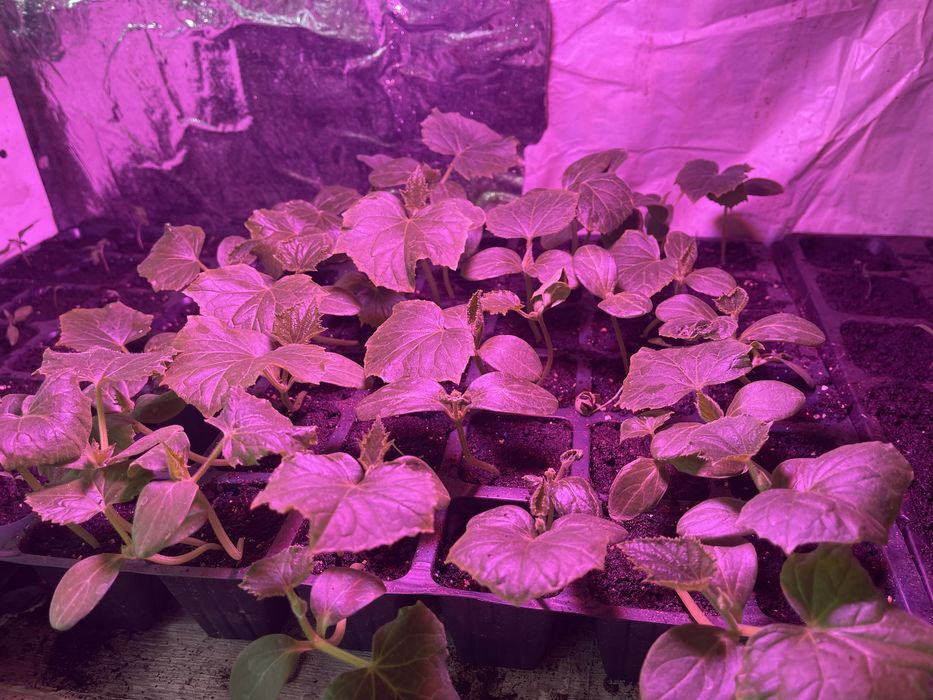 Рассада - огурцы ,f1 ,опт и розница