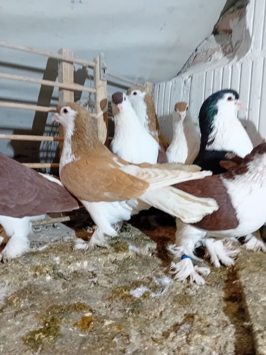 GOŁĘBIE LAHORE Żółte i czarne