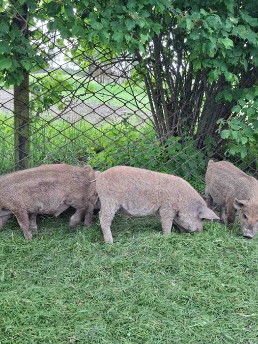 Поросята породи мангал