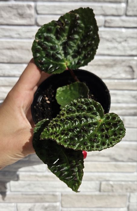 Begonia feroxxx.