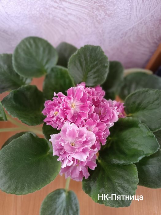 Продам ,комнатные цветы