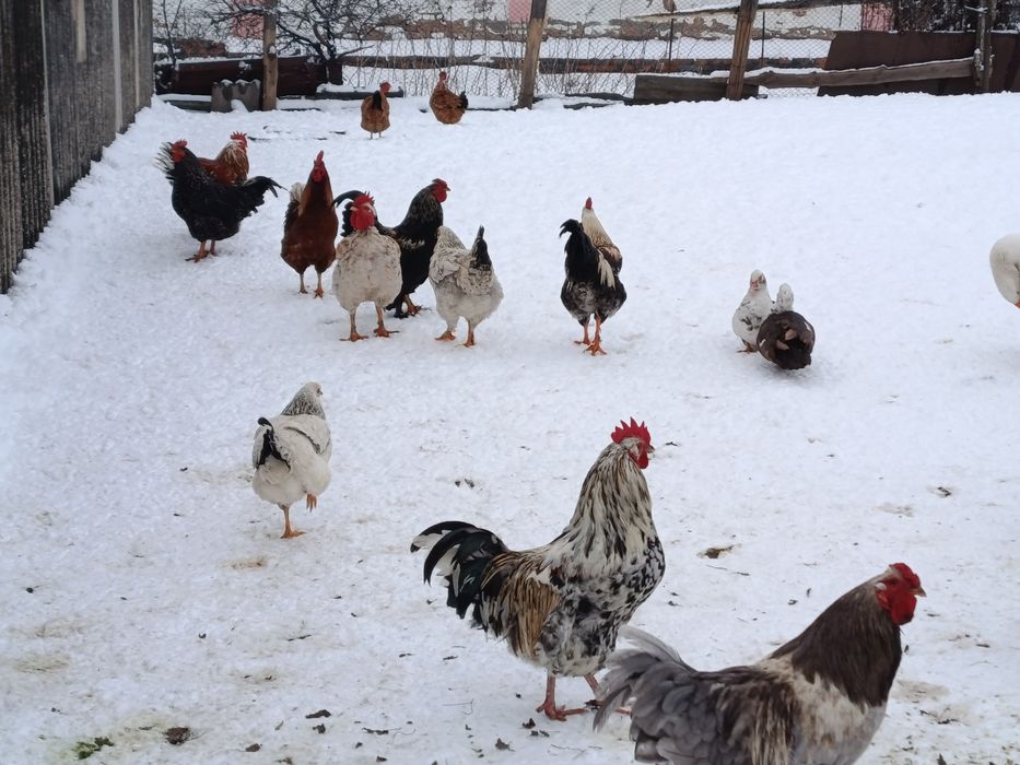 Продам гусей .. на плід або на м'ясо.