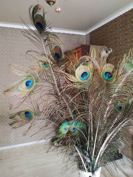 Продам букет из пера павлина.
