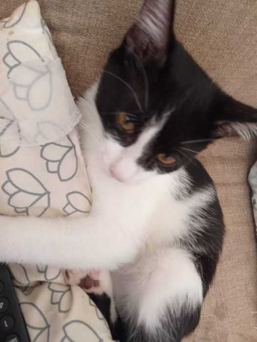 Gato macho carinhoso