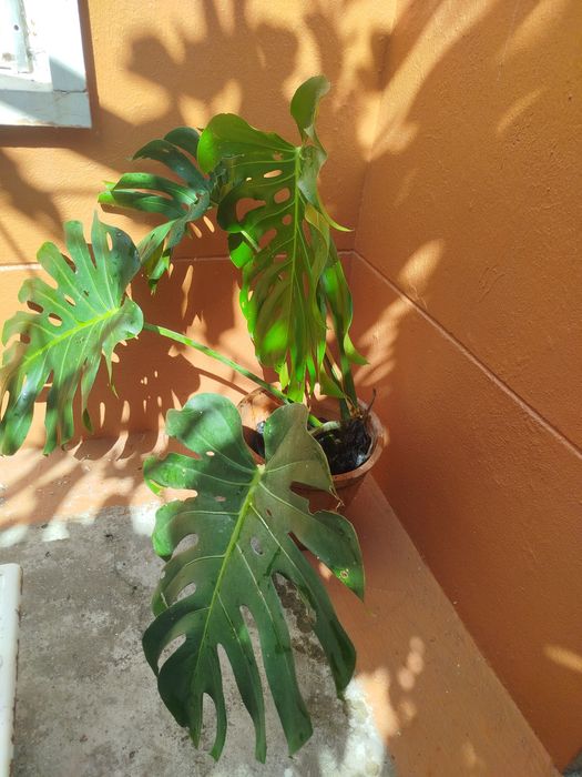 Monstera planta natural Costela de Adão
