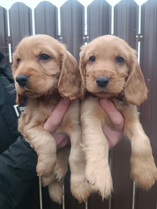 Бомбезные Англичане