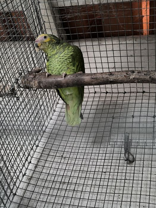 Papagaio Xanthops