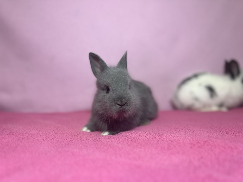 Króliczki miniaturowe - lewki, długowłose