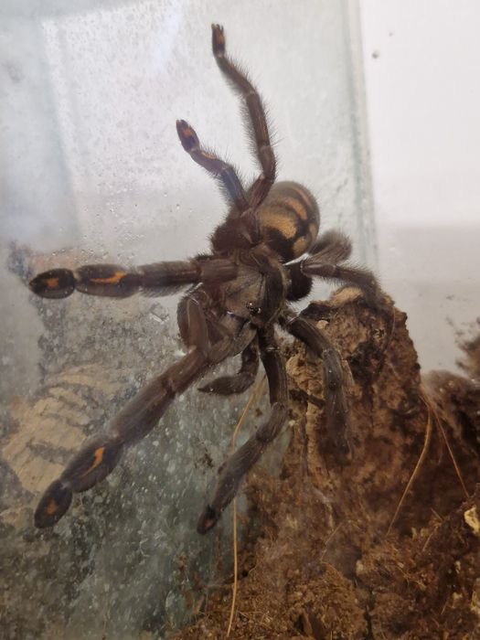 Psalmopeus Irminia samica