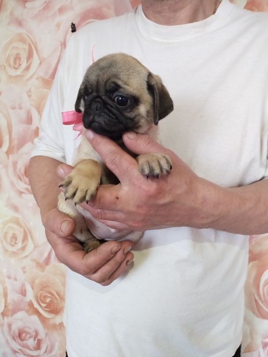 Шикарная девчонка с документами клуба УКФ