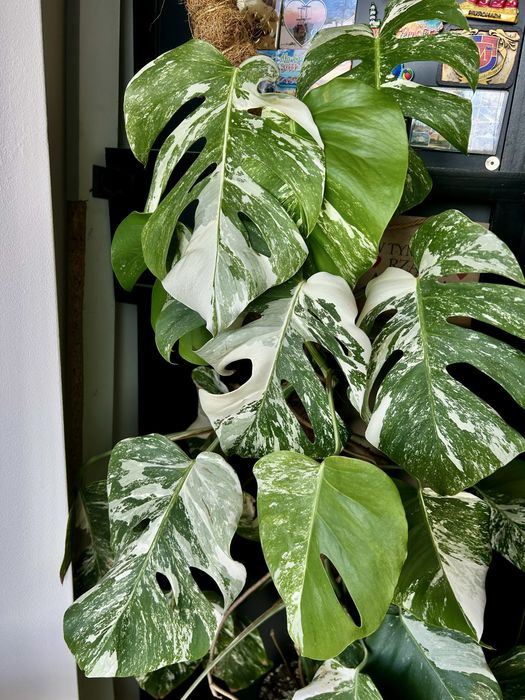 Monstera vargiegata