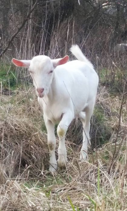 Козлик зааненский